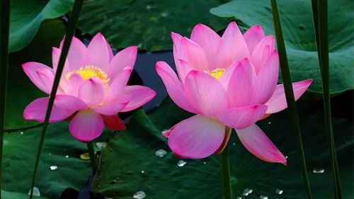 阿裡巴巴代運營荷花定律、金蟬定律、竹子定律...